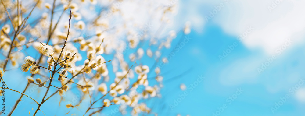 Beautiful symbolic spring easter image of wide format - twigs of blossoming pussy willow against background of light blue sky with light clouds, selective soft focus.