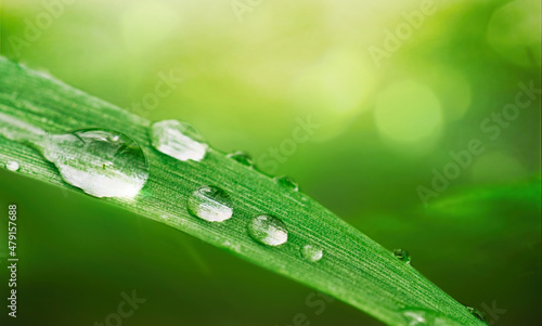 Beautiful drops morning dew in nature, selective focus. Drops of clean transparent water on leaves. Sun glare in drop. Image in green tones. Spring summer natural background.