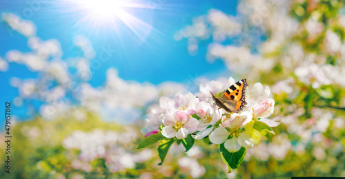 Beautiful spring branch of a blossoming apple tree with white-pink flowers and butterfly on defocused background blue sky in bright sunny day.
