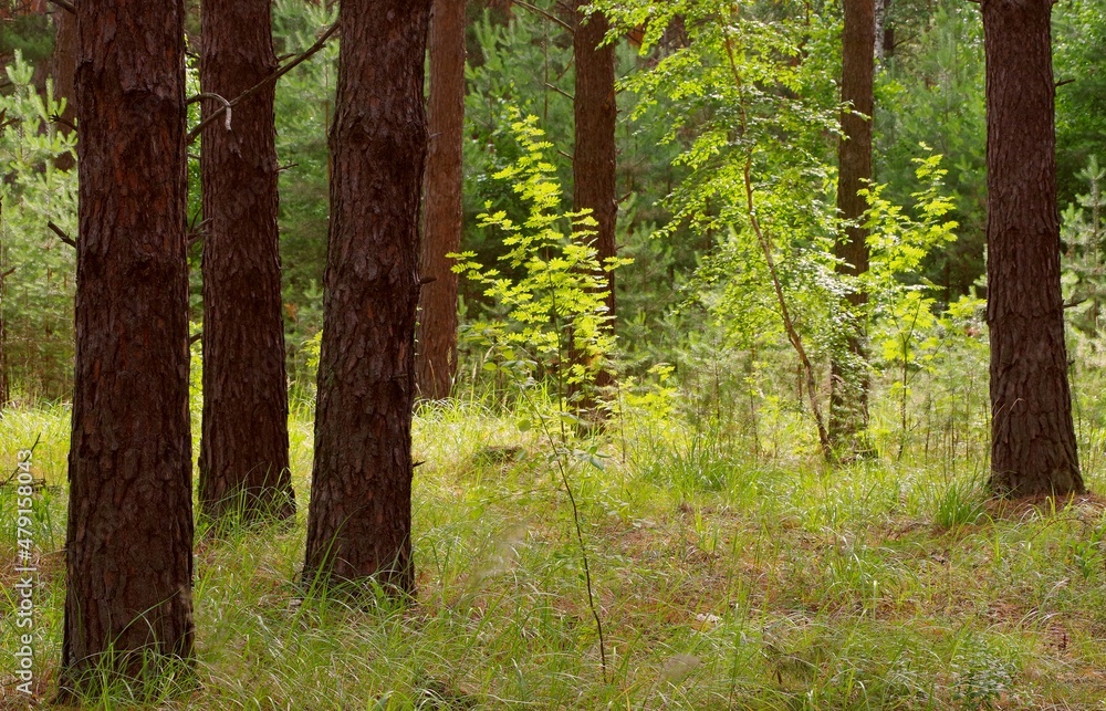 forest, tree, nature, green, trees, landscape, woods, wood, path, spring, pine, park, road, foliage, summer, sun, grass, outdoor, leaf, natural, autumn, light, hiking, woodland, season forest, tree, nature, green, trees, landscape, woods, wood, path, spring, pine, park, road, foliage, summer, sun, grass, outdoor, leaf, natural, autumn, light, hiking, woodland, season