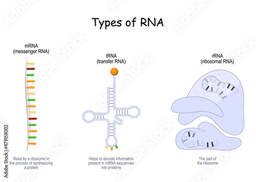 Types of RNA. tRNA, mRNA and rRNA