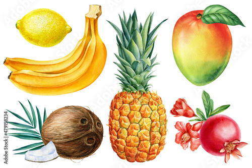 Fototapeta Naklejka Na Ścianę i Meble -  Ripe fruits Hand drawn watercolor painting on white background. Coconut, banana, lemon, pineapple, mango and pomegranate