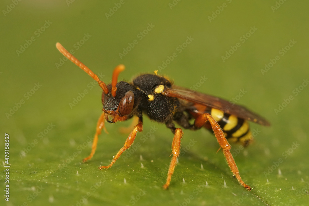 Close up of a female kleptoparasite Painted Nomad bee ,Nomada fucata sitting on a green leaf Close up of a female kleptoparasite Painted Nomad bee ,Nomada fucata sitting on a green leaf