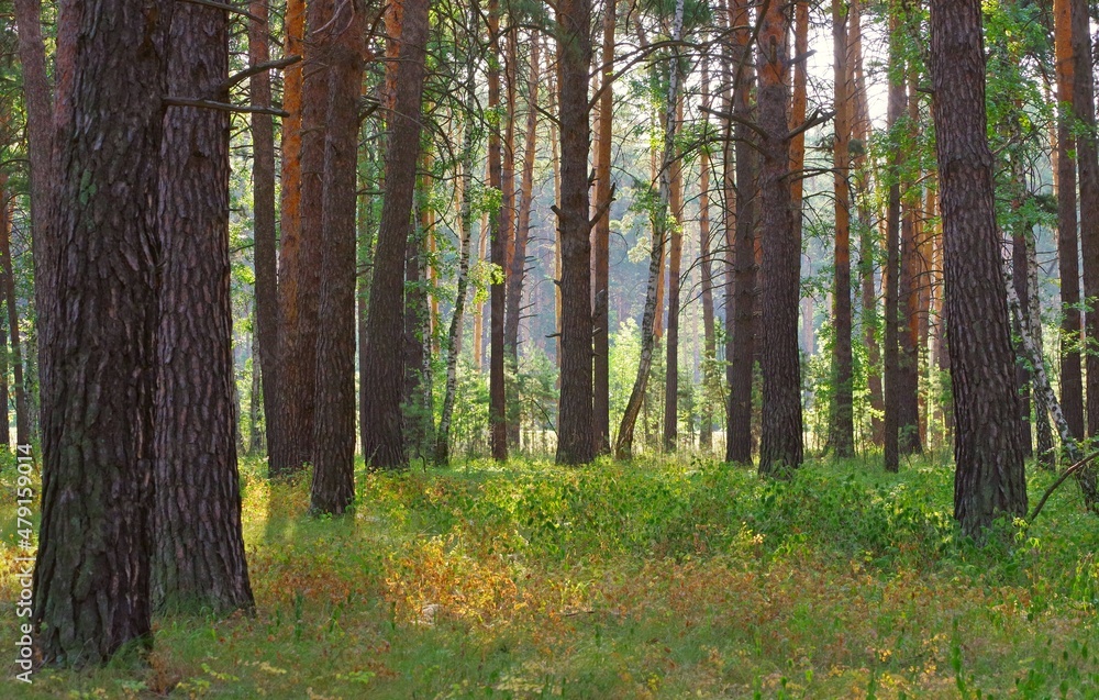 forest, tree, nature, landscape, trees, woods, wood, pine, green, park, autumn, spring, path, grass, leaf, foliage, plant, leaves, woodland, trunk, outdoors, summer, sun, natural, light forest, tree, nature, landscape, trees, woods, wood, pine, green, park, autumn, spring, path, grass, leaf, foliage, plant, leaves, woodland, trunk, outdoors, summer, sun, natural, light