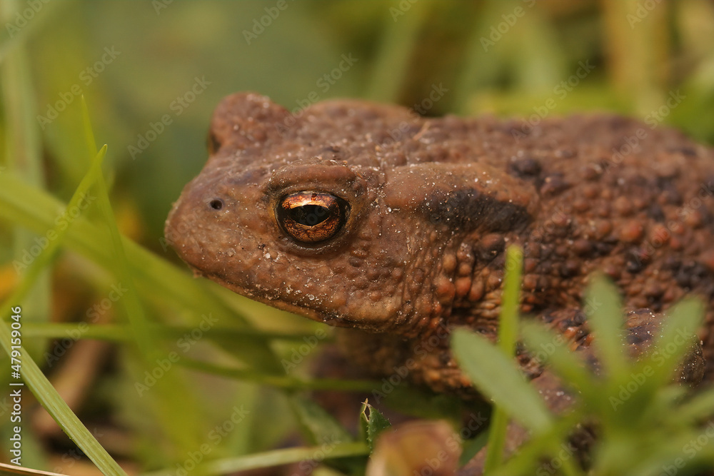 Closeup on an adult female Common European toad, Bufo bufo sitting in the grass Closeup on an adult female Common European toad, Bufo bufo sitting in the grass