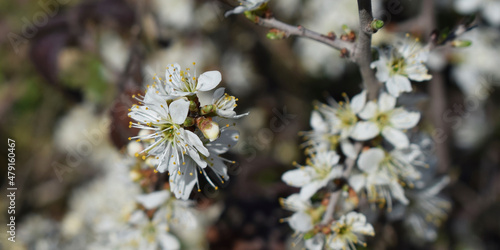 Fondo de flores blancas con rama. © Gabrieuskal