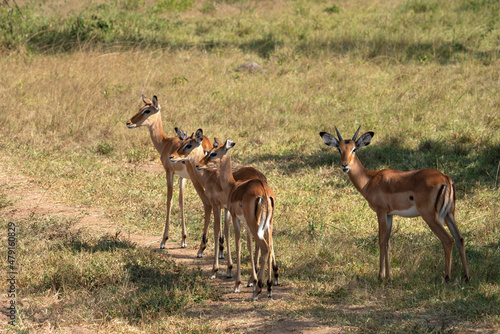 Impala  Aepyceros melampus
