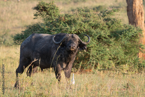 African buffalo, Syncerus caffer © alfotokunst
