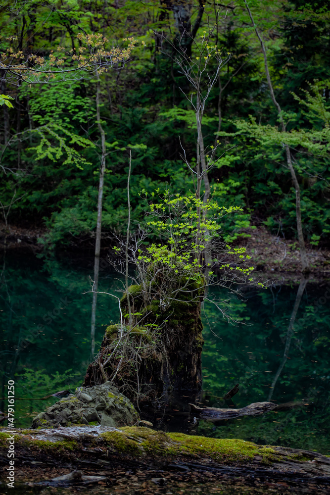 Obraz premium 神秘的な森 - forest -