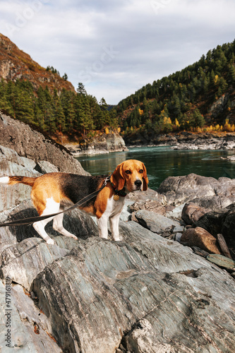 The beagle dog travels and walks in the mountains with beautiful views of nature and rocks in Altai