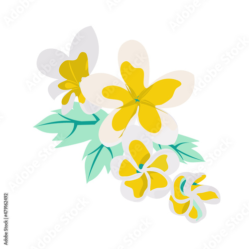 Bouquet of Plumeria exotic flowers with leaf on white background. Frangipani flower Family  Apocynaceae. Vector isolate flat design Frangipani  Plumeria  Tropical Flowers for Spa  massages or card.