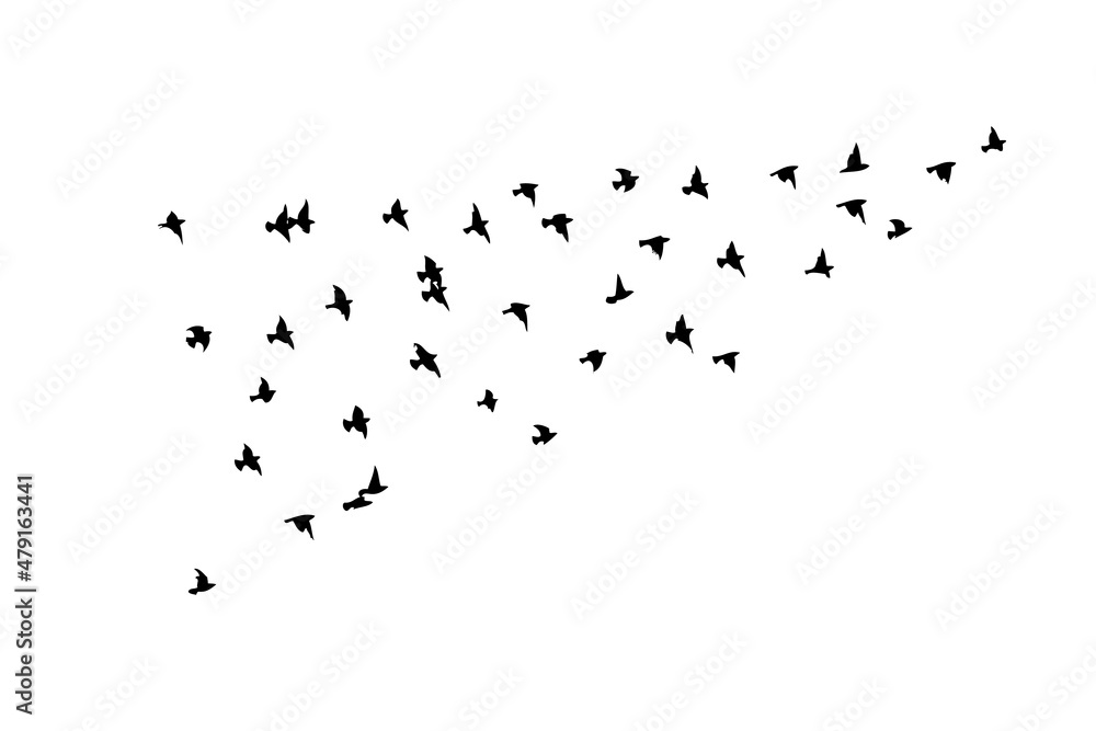 A flock of flying birds. Free birds. Vector illustration A flock of flying birds. Free birds. Vector illustration