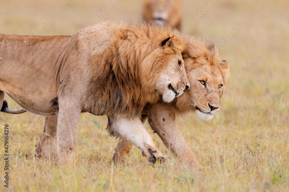 Male lions - a brotherhood- walking on the plains of the Masai Mara National Reserve in Kenya Male lions - a brotherhood- walking on the plains of the Masai Mara National Reserve in Kenya