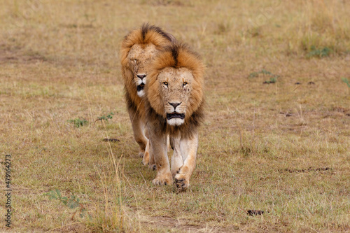 Male lions - a brotherhood- walking on the plains of the Masai Mara National Reserve in Kenya