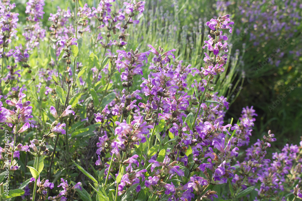 Obraz premium Close up beautiful blue Salvia flower blooming in the outdoor garden with blurred background. Purple Salvia is a herbal plant in the mint family. Botanical, natural, herb, and flower concept.