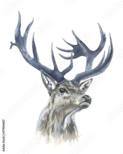 Watercolor drawing beautiful head of deer in front view