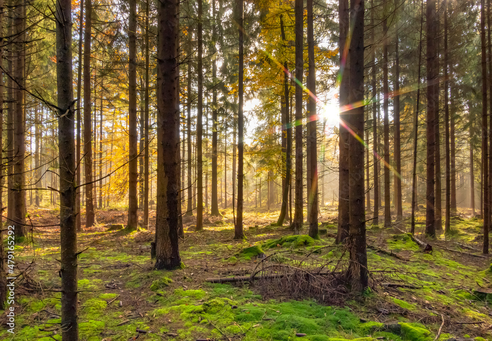 Autumn forest scenery