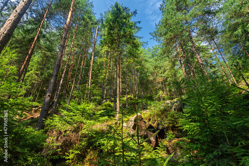 Coniferous forest in the Carpathian mountains, nobody, path stones © pobaralia