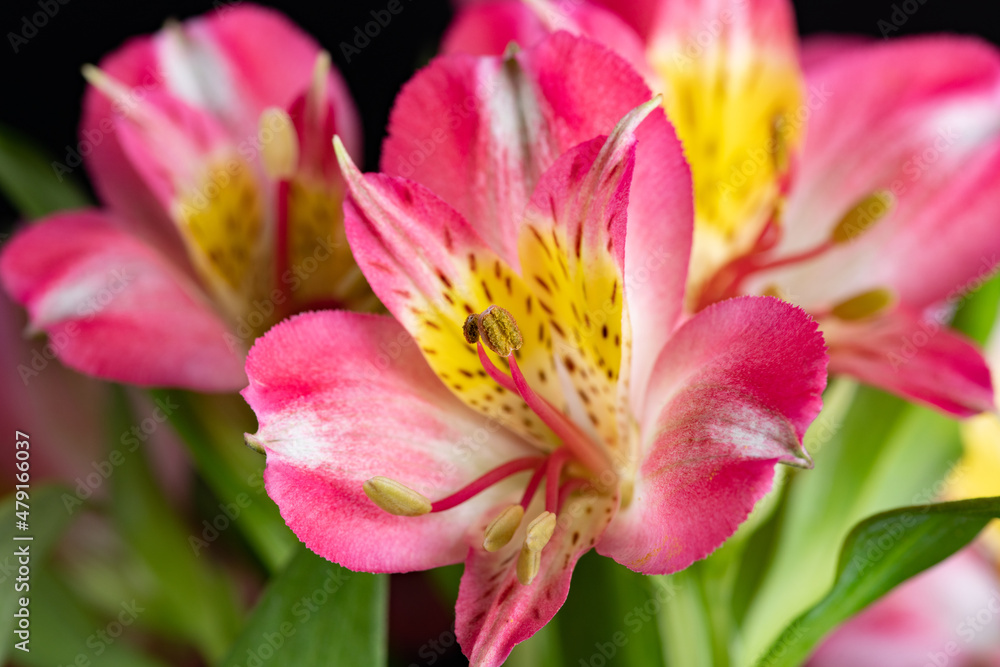 close up of Alstroemeria close up of Alstroemeria