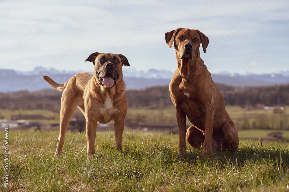 Zwei Hunde frontal
Dogo Canario
Rhodesian Ridgeback Zwei Hunde frontal
Dogo Canario
Rhodesian Ridgeback