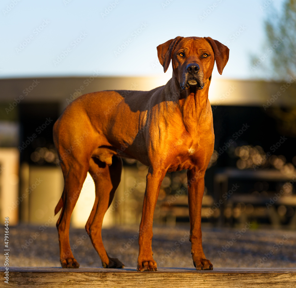 Rhodesian Ridgeback