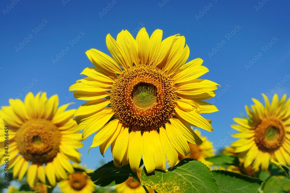 Photo of sunflowers in the morning in the sunflower field Photo of sunflowers in the morning in the sunflower field