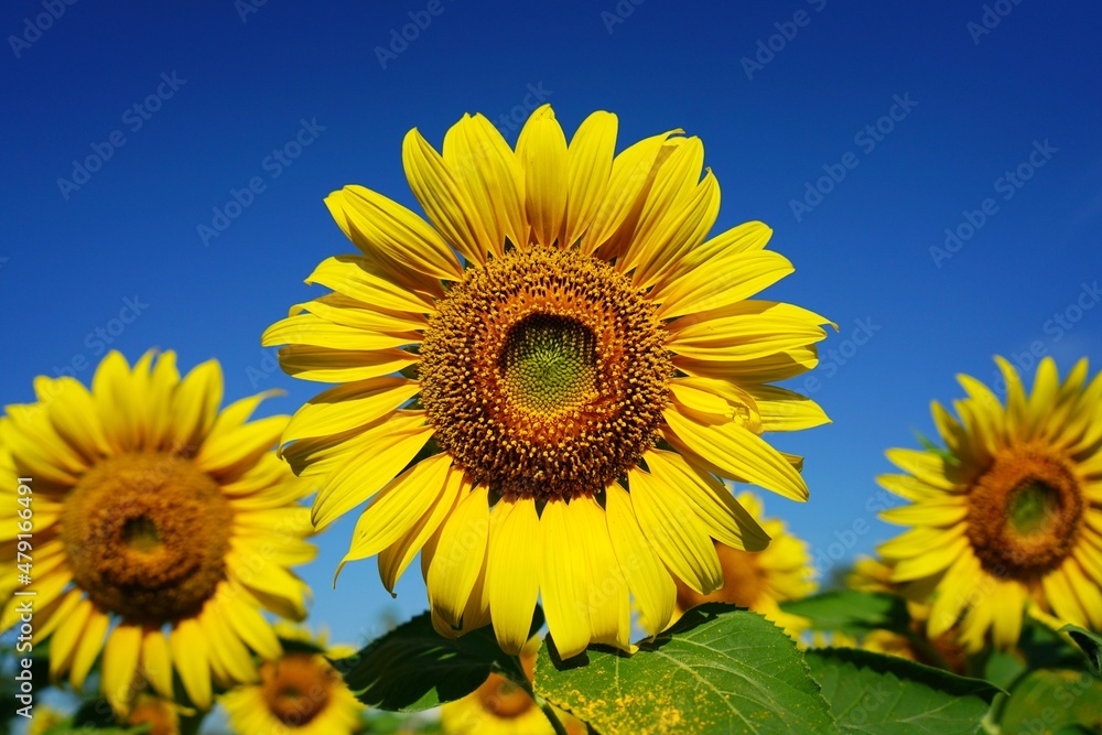 Photo of sunflowers in the morning in the sunflower field