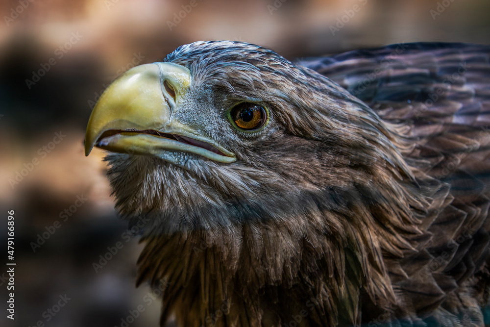 Naklejka premium Adler