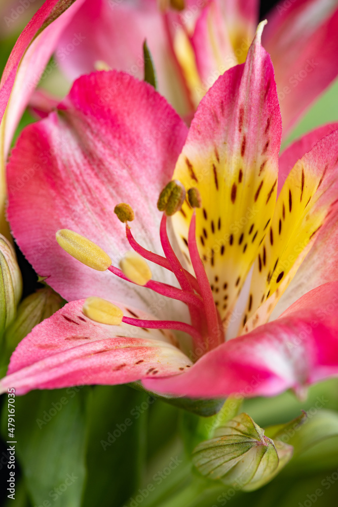 close up of pink Alstroemeria