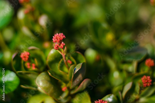 Beautiful small red flowers at home