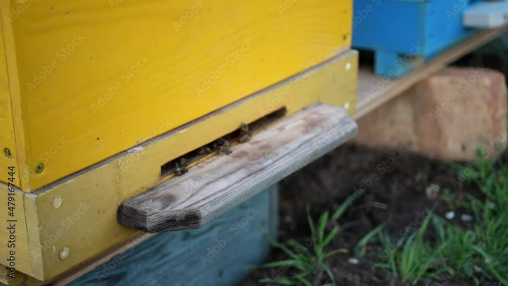 Bees Flying Back in Hive After an Intense Harvest Period. swarm of bees flies into a hive. Close up of flying bees in the front of beehive entrance. Bees Flying Back in Hive After an Intense Harvest Period. swarm of bees flies into a hive. Close up of flying bees in the front of beehive entrance.