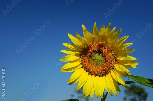 Photo of sunflowers in the morning in the sunflower field