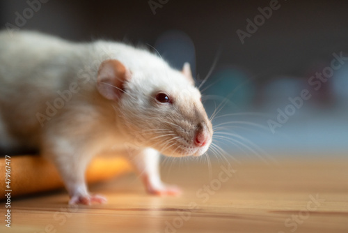 Cute domestic siamese rat (Rattus norvegicus) with red eyes, brown nose and funny ears standing on wooden floor. Adorable white decorative rodent looking for treats. Closeup portrait