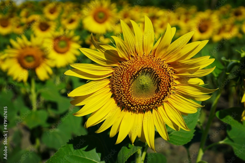 Photo of sunflowers in the morning in the sunflower field