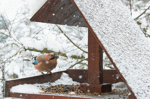 Ptaki zimą znajdują pożywienie w karmniku, ziarna słonecznika, prosa, zbóż. Sójka właśnie trzyma w dziobie jedno z nich.