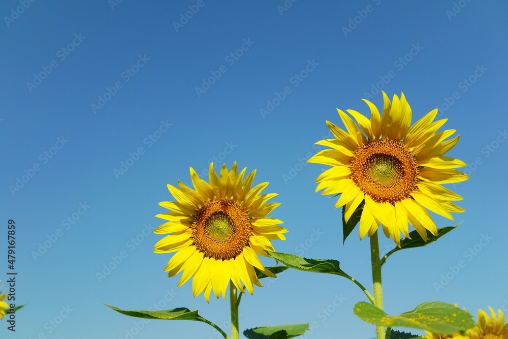 Photo of sunflowers in the morning in the sunflower field Photo of sunflowers in the morning in the sunflower field