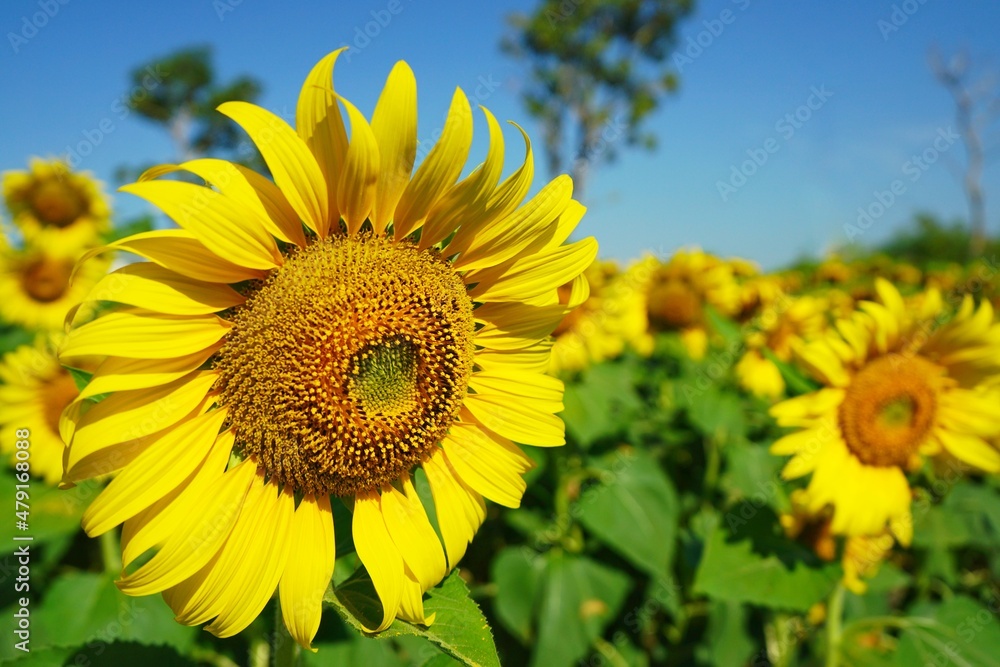 Photo of sunflowers in the morning in the sunflower field