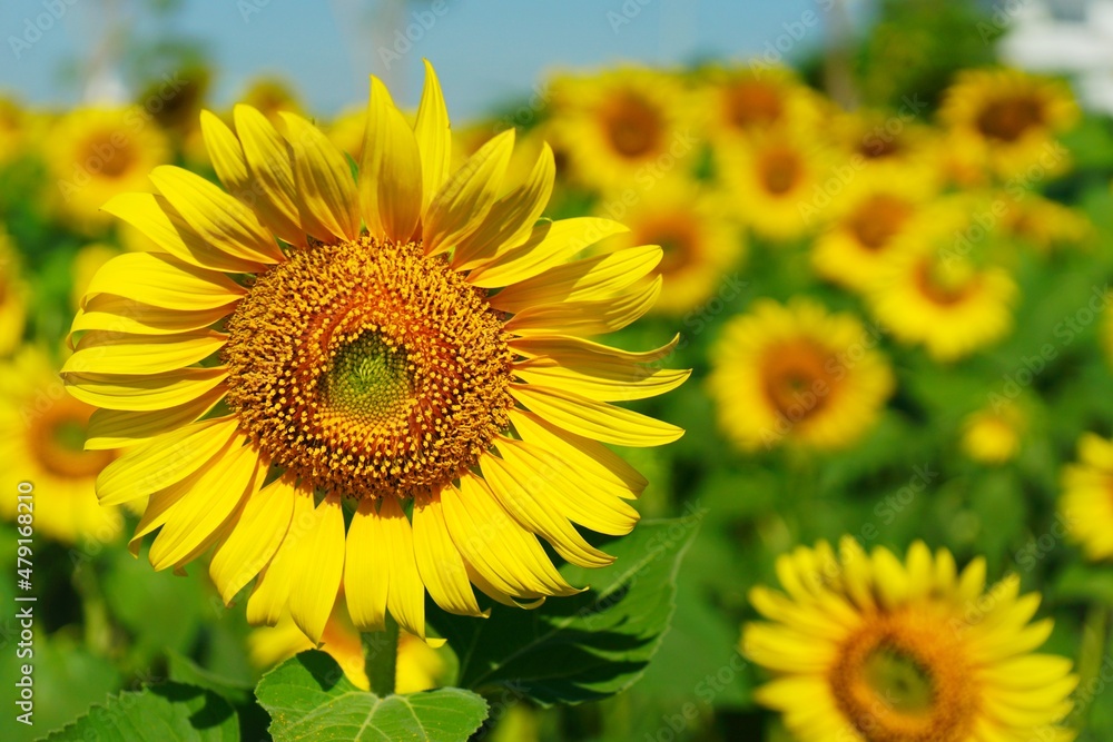 Photo of sunflowers in the morning in the sunflower field Photo of sunflowers in the morning in the sunflower field