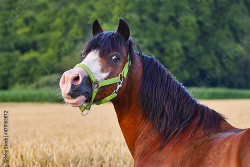 Bild auf Leinwand Portrait of a pretty bay pony