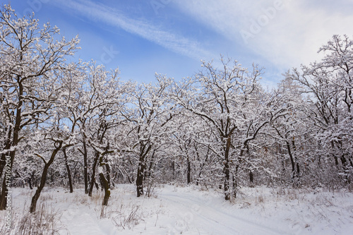 winter snowbound forest at the bright day © Yuriy Kulik