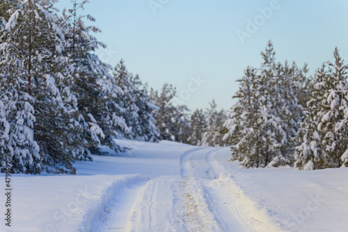road through the pine tree forest in snow at the bright day, natural seasonal outdoor scene