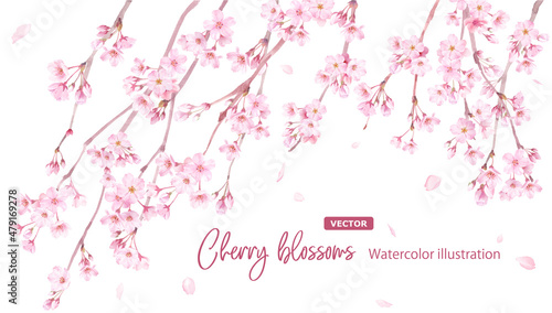 春の花：枝垂れ桜の花と散る花びらの水彩イラスト。バナー背景。（ベクター。レイアウト変更可能）