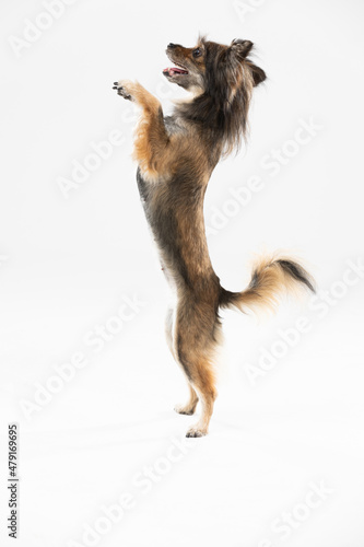 Mongrel dog stands on two legs against a white background and asks for a treat. Multi-breed dog.