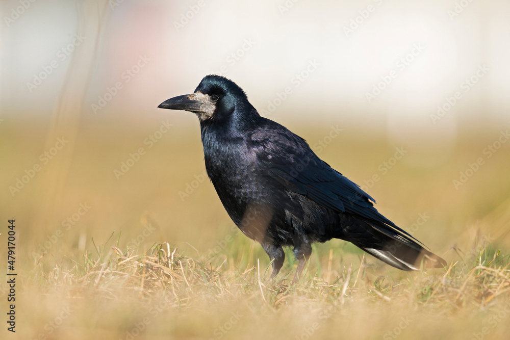 A rook (Corvus frugilegus) foraging in the grass photographed from a low angle. A rook (Corvus frugilegus) foraging in the grass photographed from a low angle.