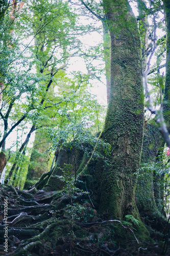 Winter Yaskuhima forest in Kyusyu Japan World Heritage in Japan 