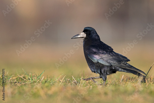 A rook (Corvus frugilegus) foraging in the grass photographed from a low angle.