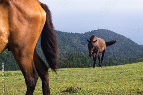 Wild horses  cape horses  and landscape photos at Cape Toimisaki