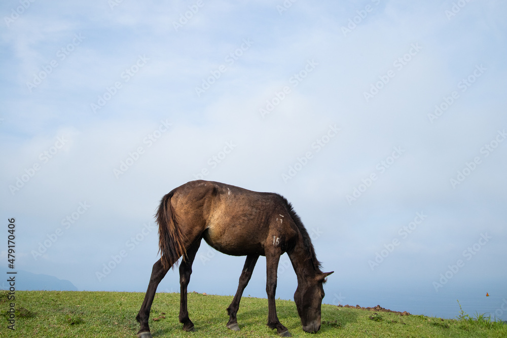 Fototapeta premium Wild horses (cape horses) and landscape photos at Cape Toimisaki