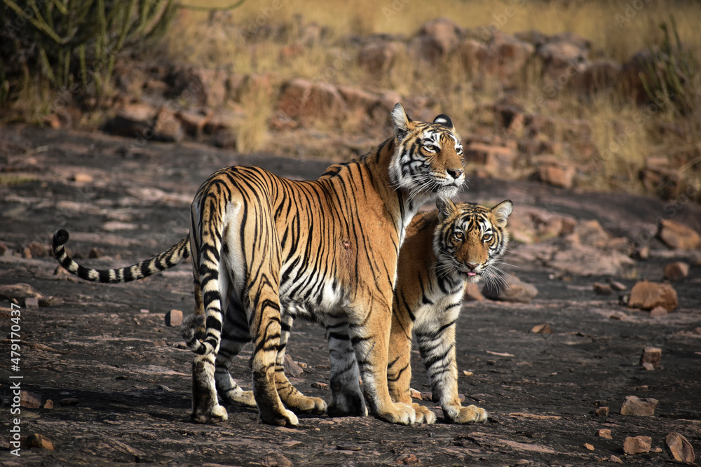 Obraz premium Tigress with cub captured at Ranthambore National Park, India
