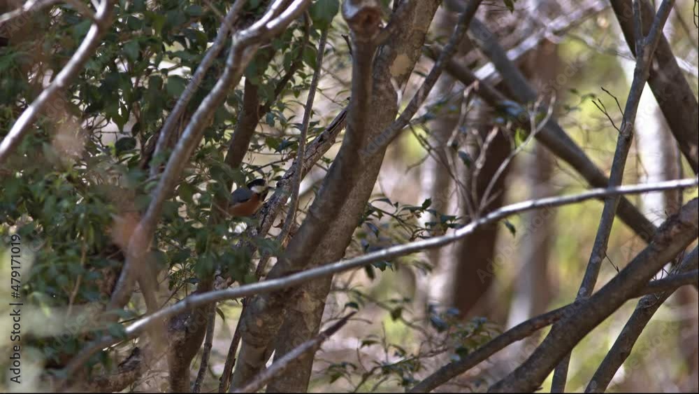 Small forest bird foraging for insects. Small forest bird foraging for insects.
